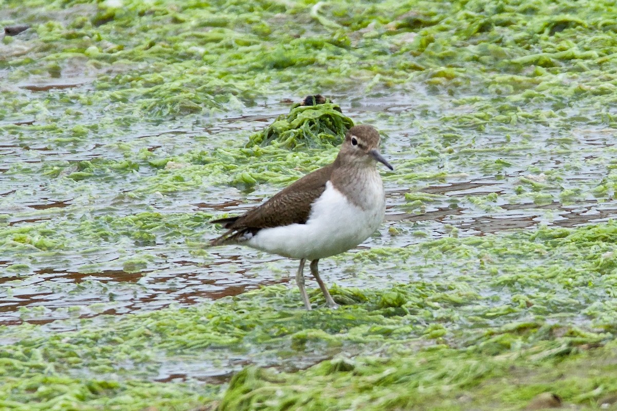 Common Sandpiper - ML89503411