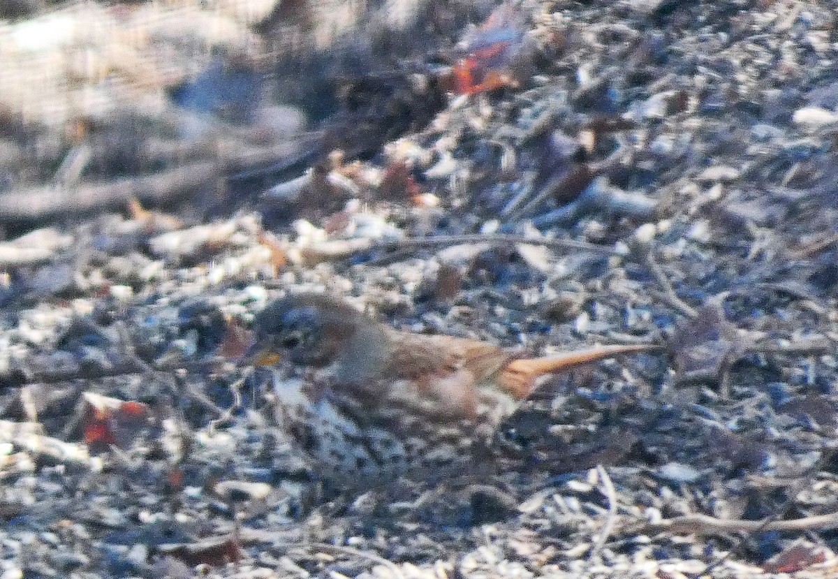 Fox Sparrow (Red) - ML89503581