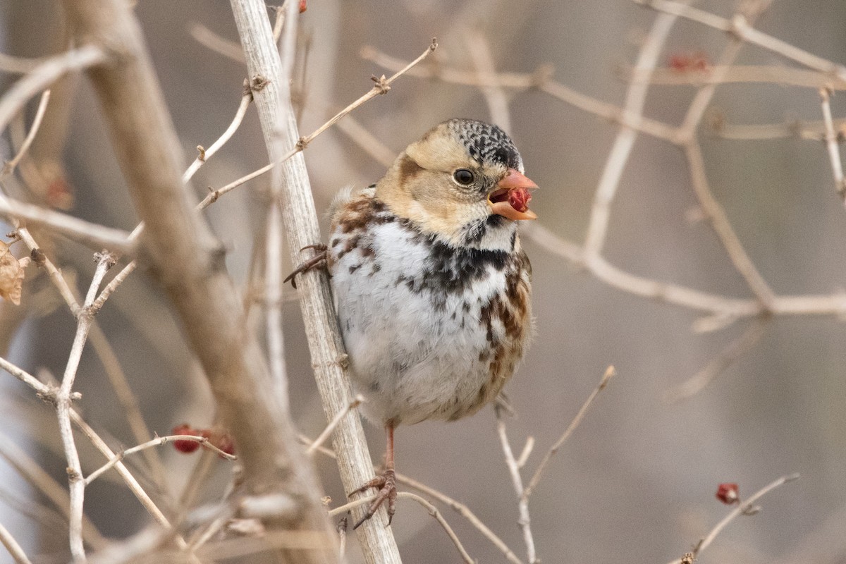 Harris's Sparrow - ML89504931