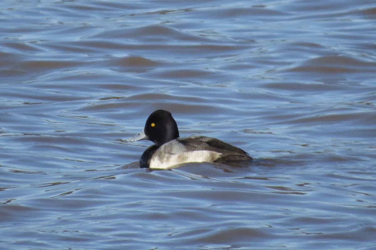 Lesser Scaup - ML89505071