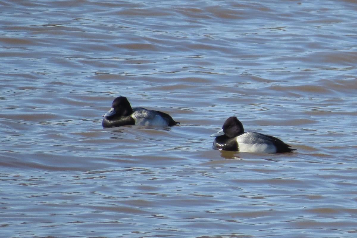 Lesser Scaup - ML89505081