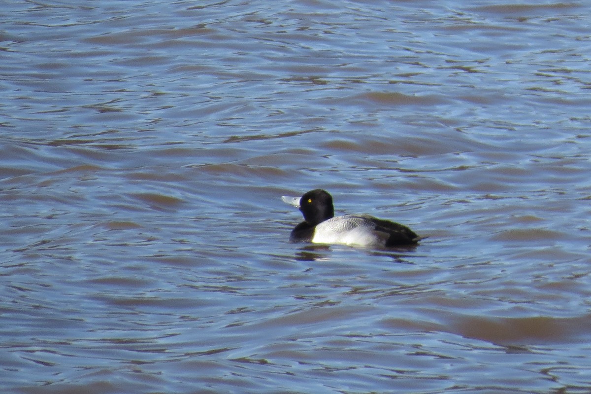 Lesser Scaup - ML89505091