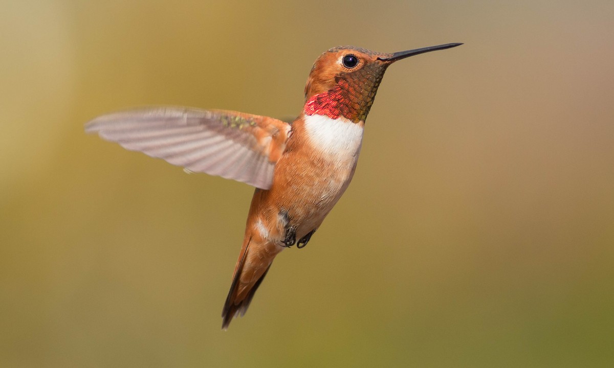 Allen's Hummingbird - ML89505381