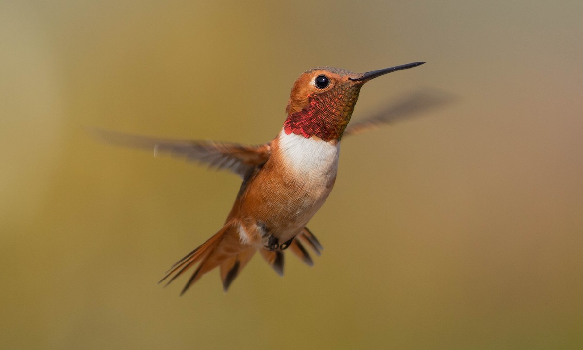 Allen's Hummingbird - Paul Fenwick