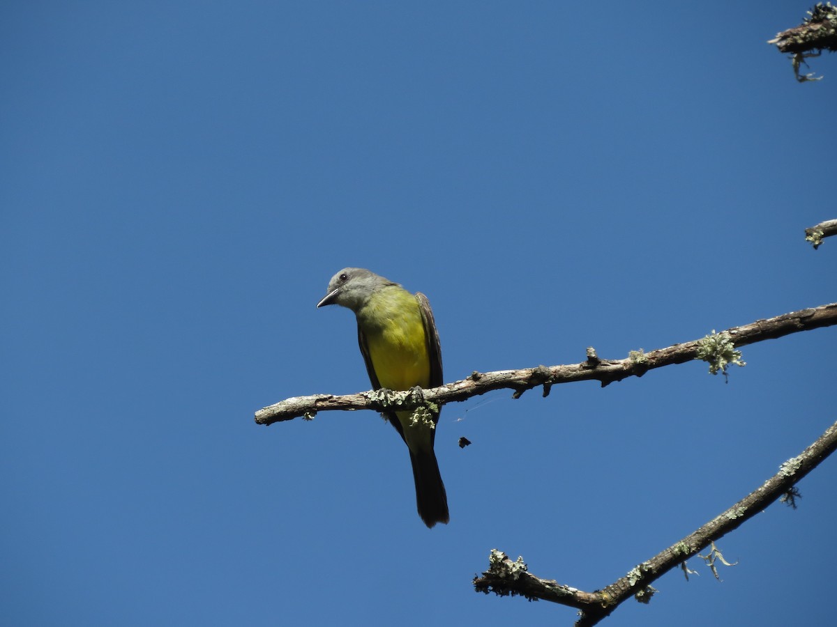 Tropical Kingbird - ML89506741