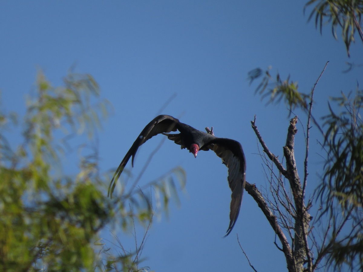 Turkey Vulture - ML89506891