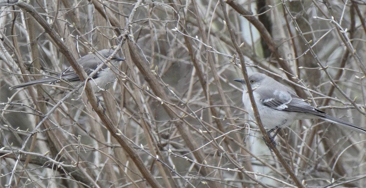 Northern Mockingbird - ML89507281