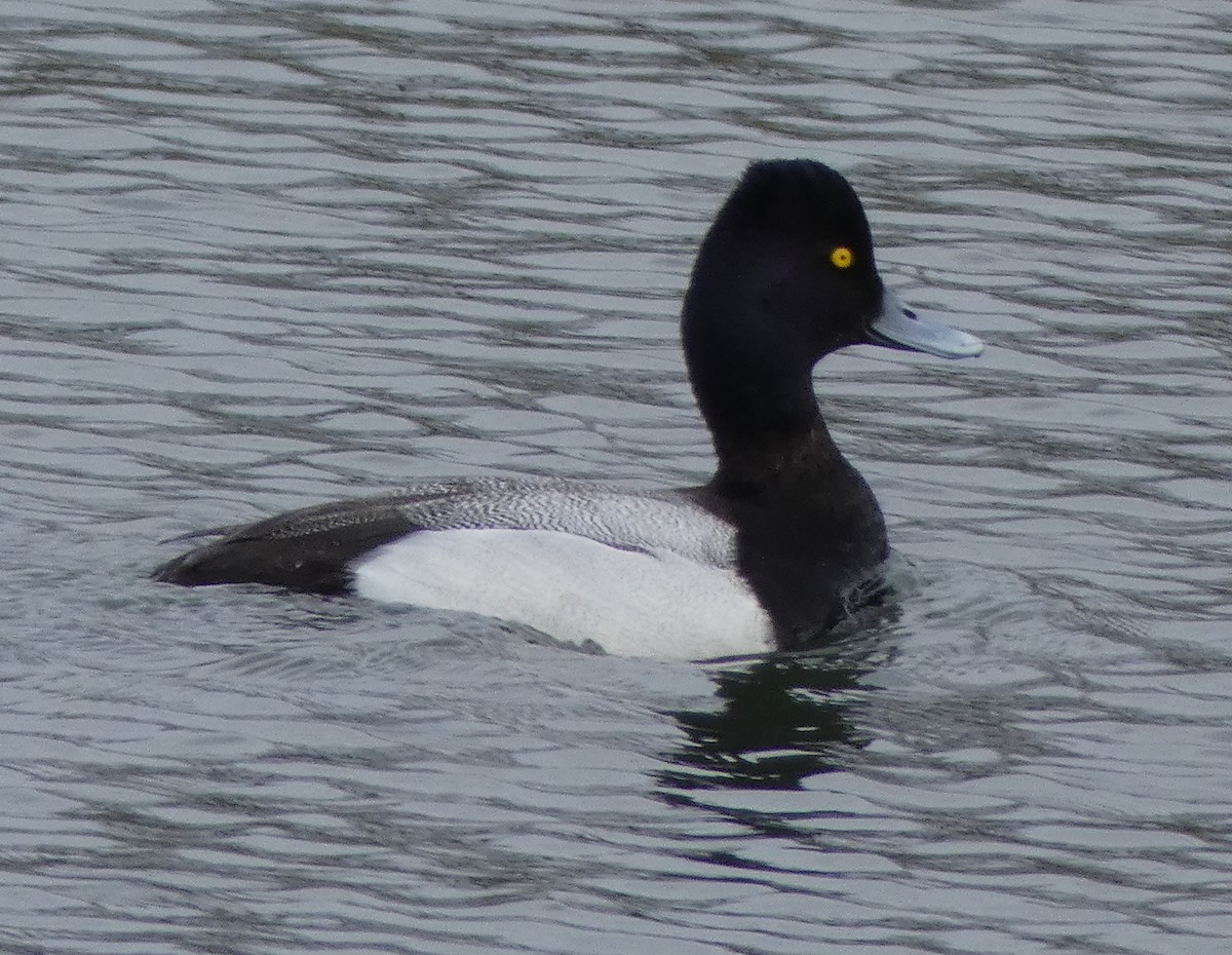 Lesser Scaup - ML89507621