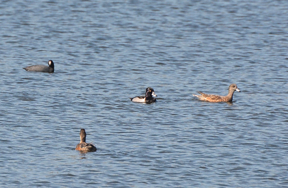 Ring-necked Duck - ML89507981