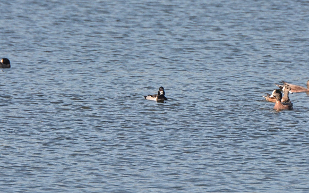 Ring-necked Duck - ML89508011