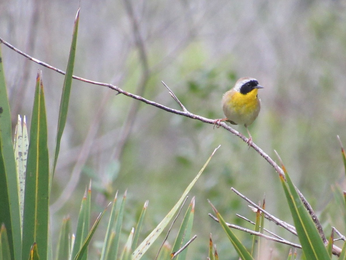 Common Yellowthroat - ML89508151
