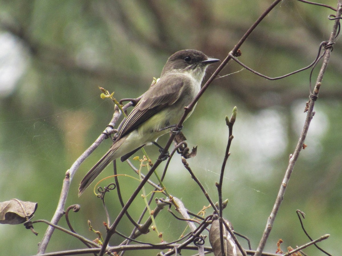Eastern Phoebe - ML89508261