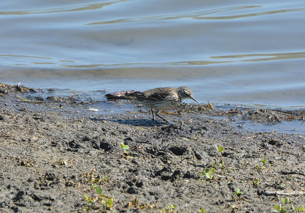 American Pipit - ML89508981