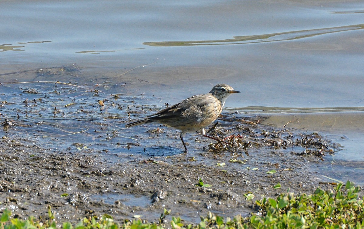 American Pipit - ML89509041