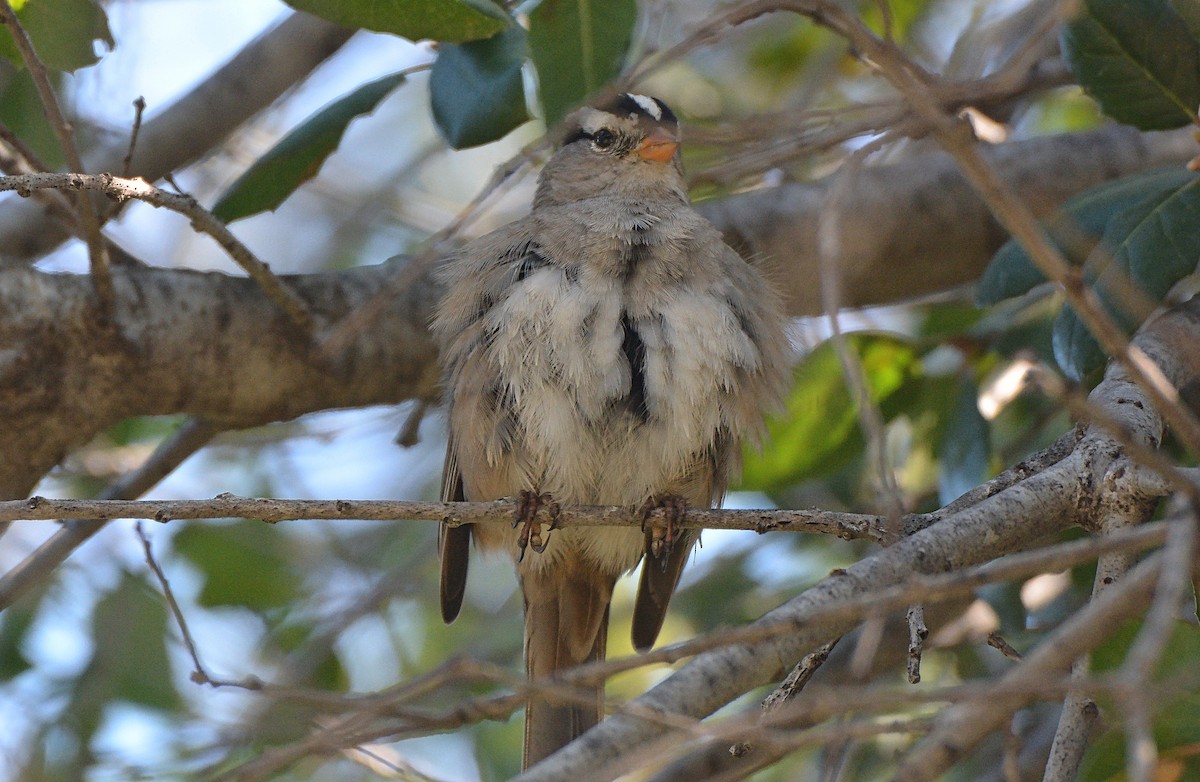 White-crowned Sparrow - ML89509421