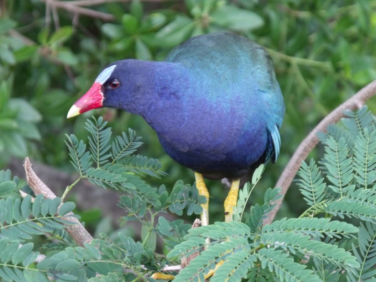 Purple Gallinule - Steve Charbonneau