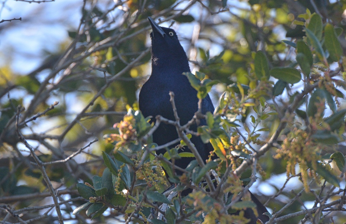 Great-tailed Grackle - ML89509851