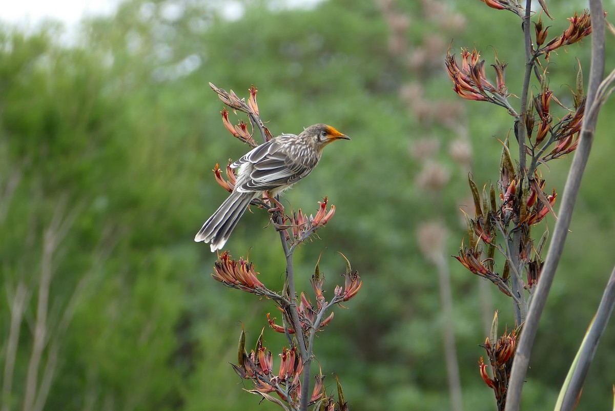 Red Wattlebird - ML89510181