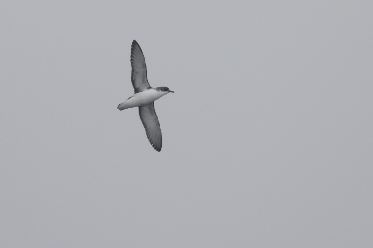 Subantarctic Shearwater - Cameron Eckert