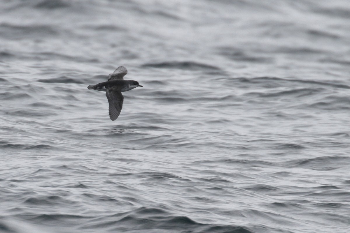 Subantarctic Shearwater - Cameron Eckert