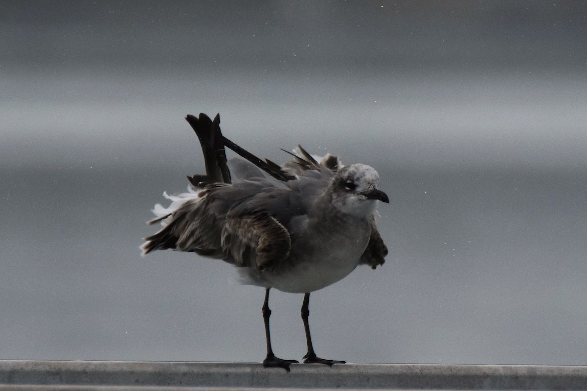 Laughing Gull - Andrew Dobson