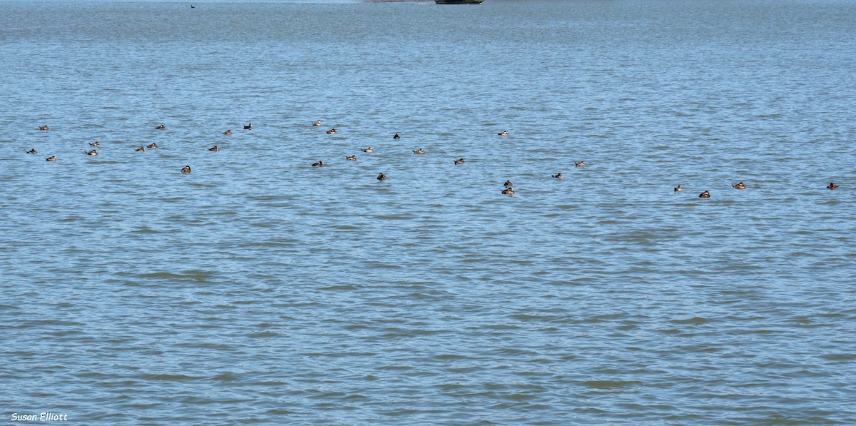 Ruddy Duck - ML89513471