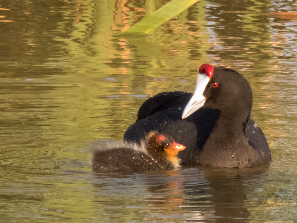 Red-knobbed Coot - ML89515491