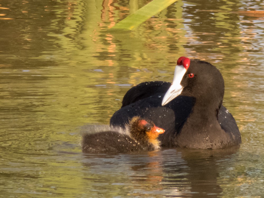 Red-knobbed Coot - Pedro Fernandes