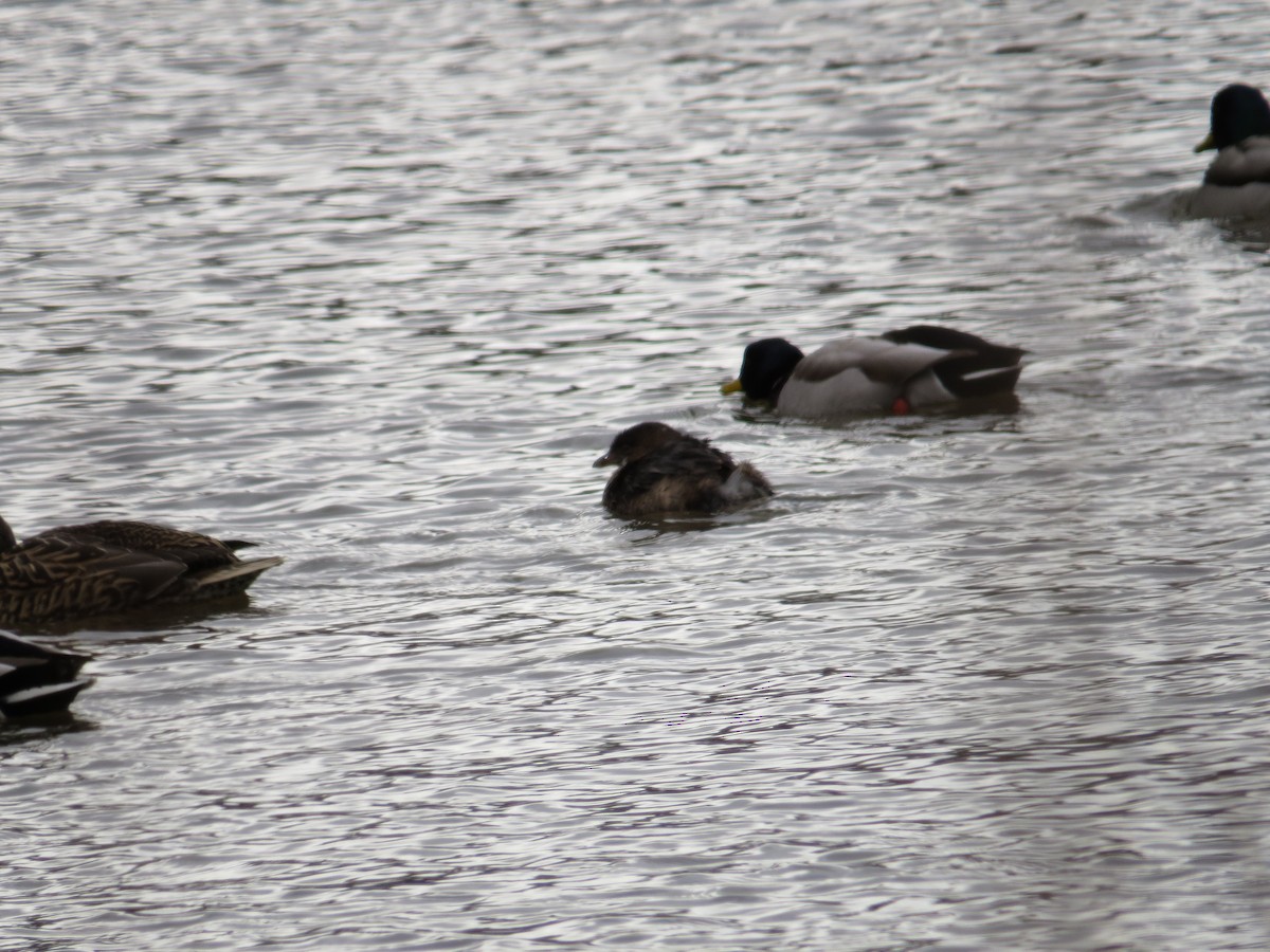 Pied-billed Grebe - ML89515701