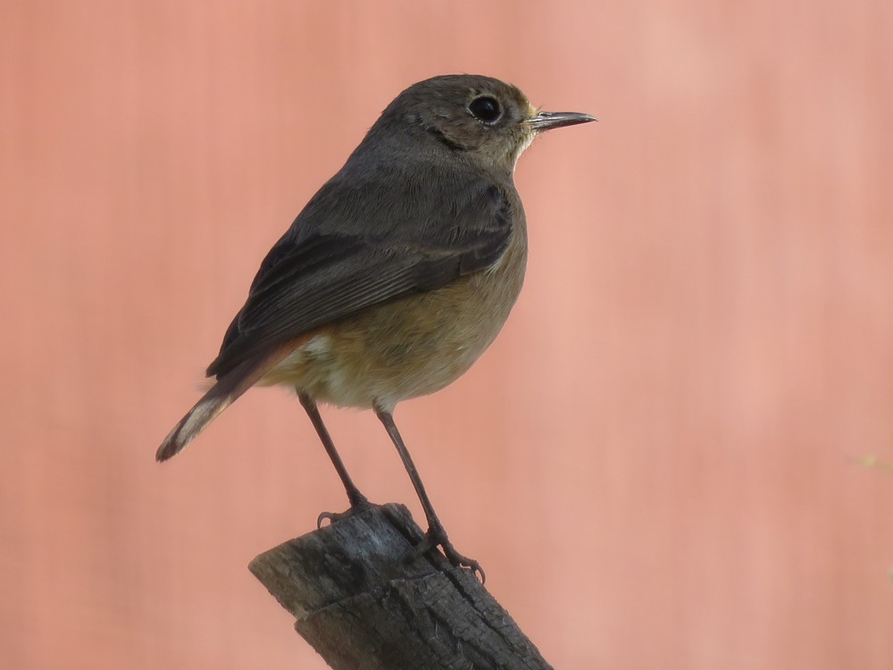 Moussier's Redstart - ML89516201