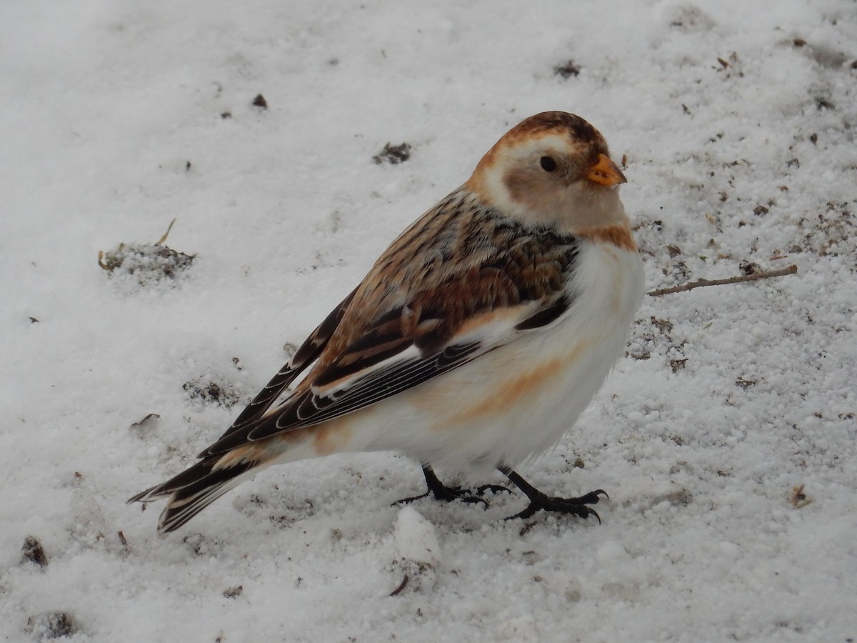 Snow Bunting - ML89519281