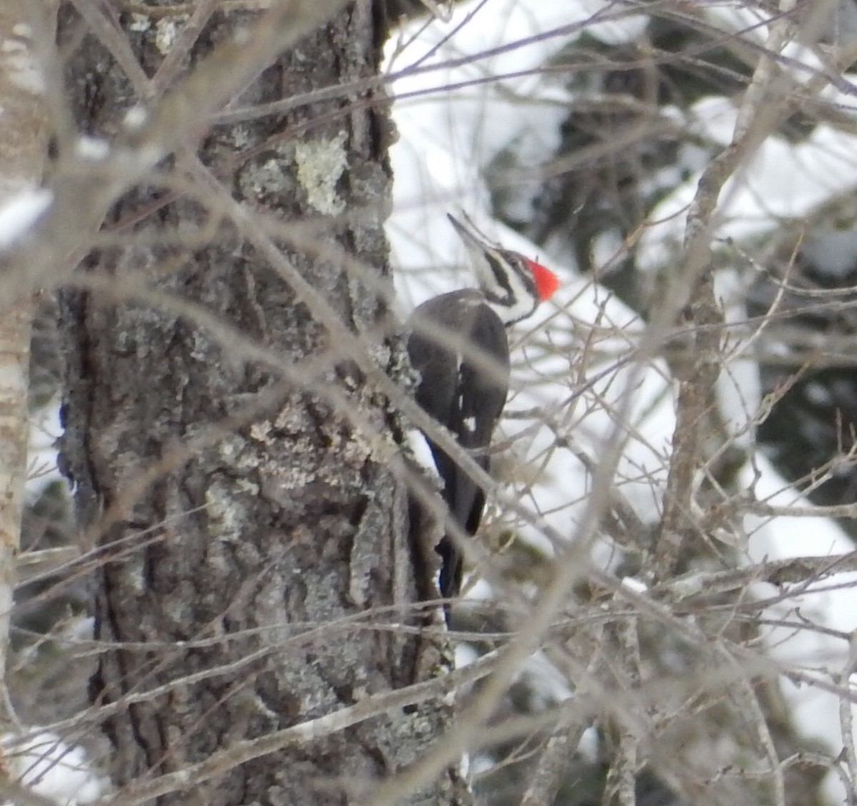 Pileated Woodpecker - ML89519531