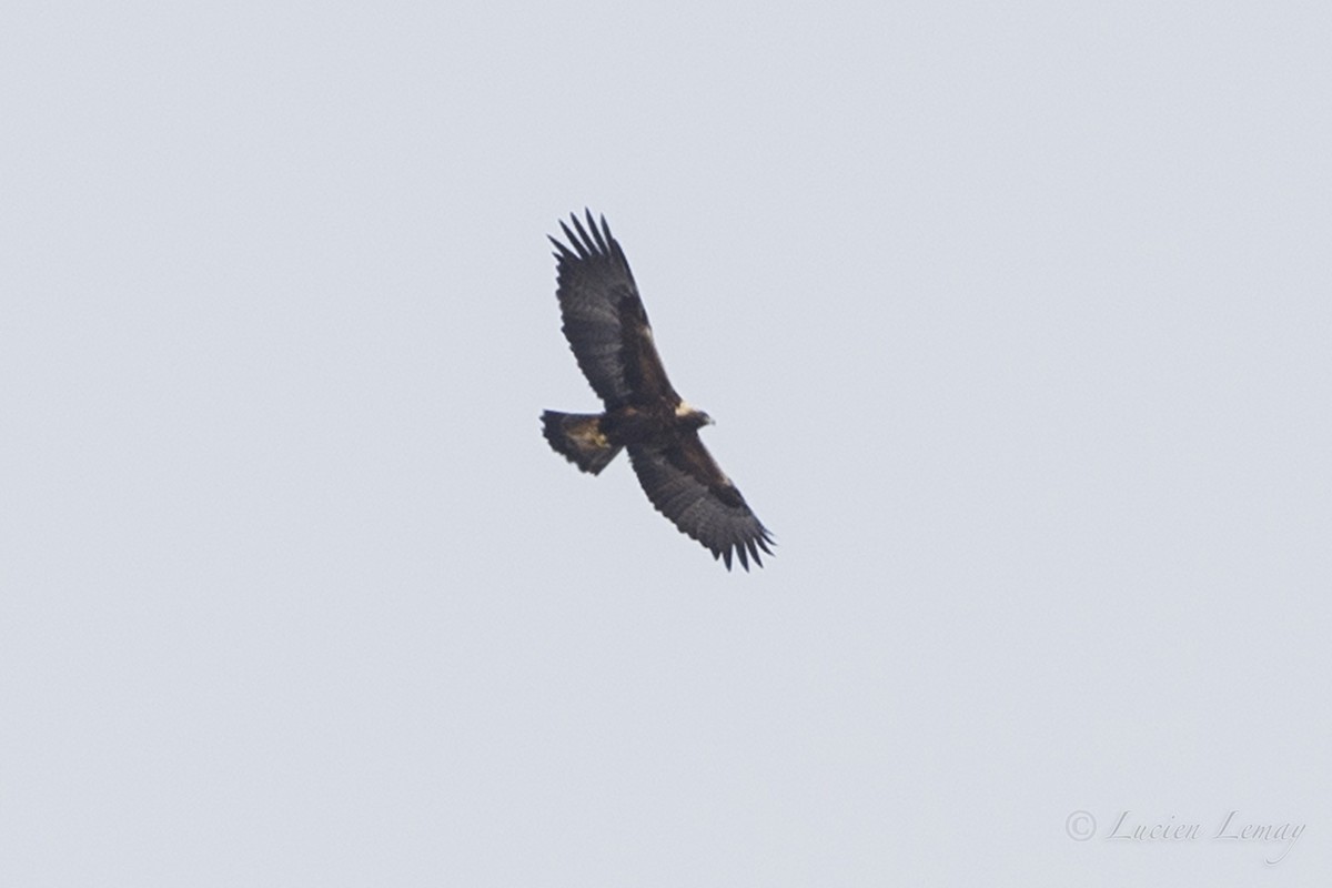 Águila Real - ML89519671