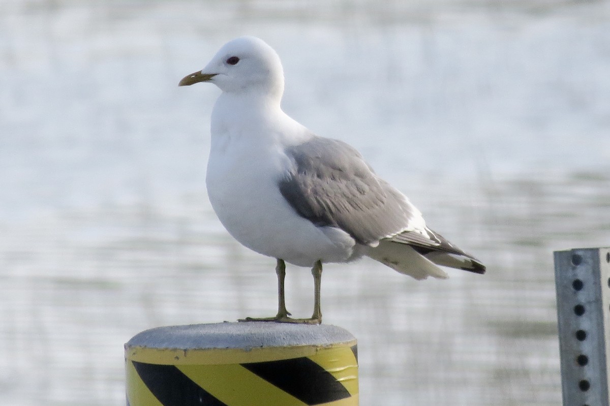 Short-billed Gull - ML89522091
