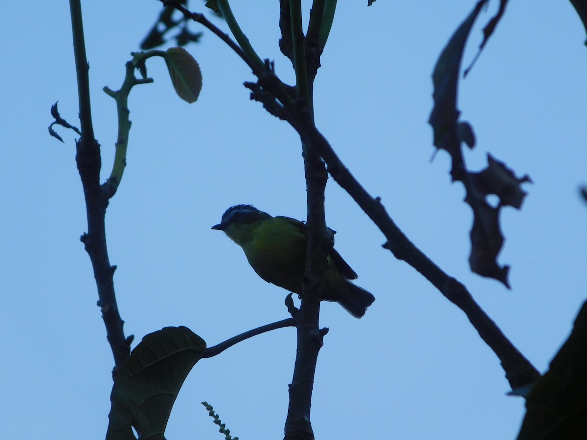 Yellow-bellied Tyrannulet - ML89523111