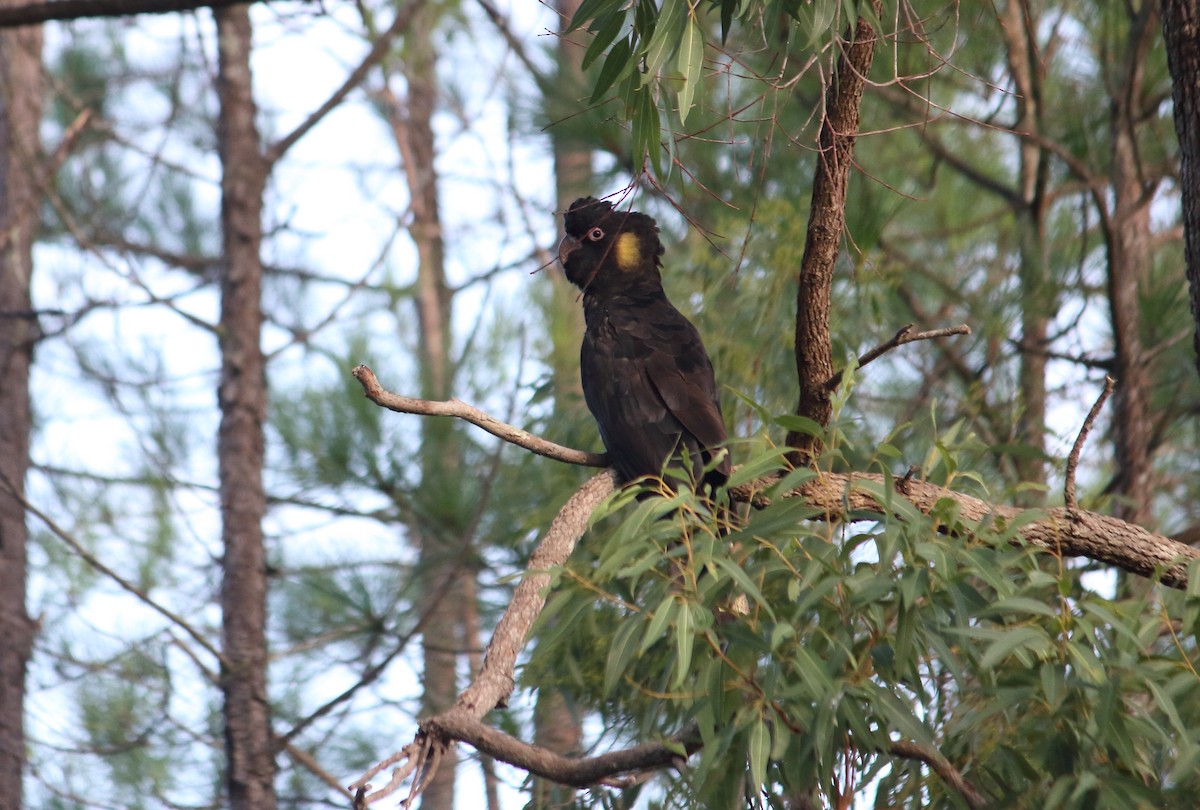 Yellow-tailed Black-Cockatoo - ML89523271