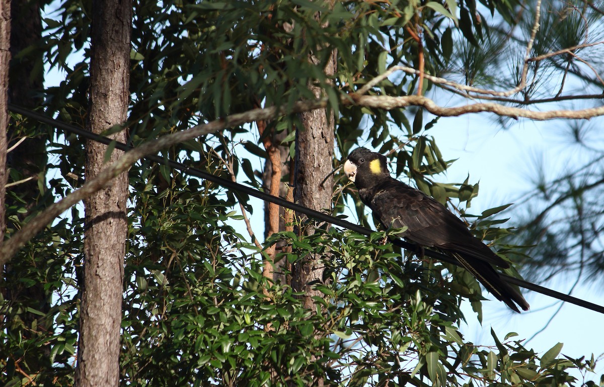 Yellow-tailed Black-Cockatoo - ML89523311