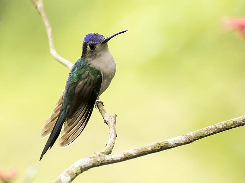 Wedge-tailed Sabrewing - ML89525221