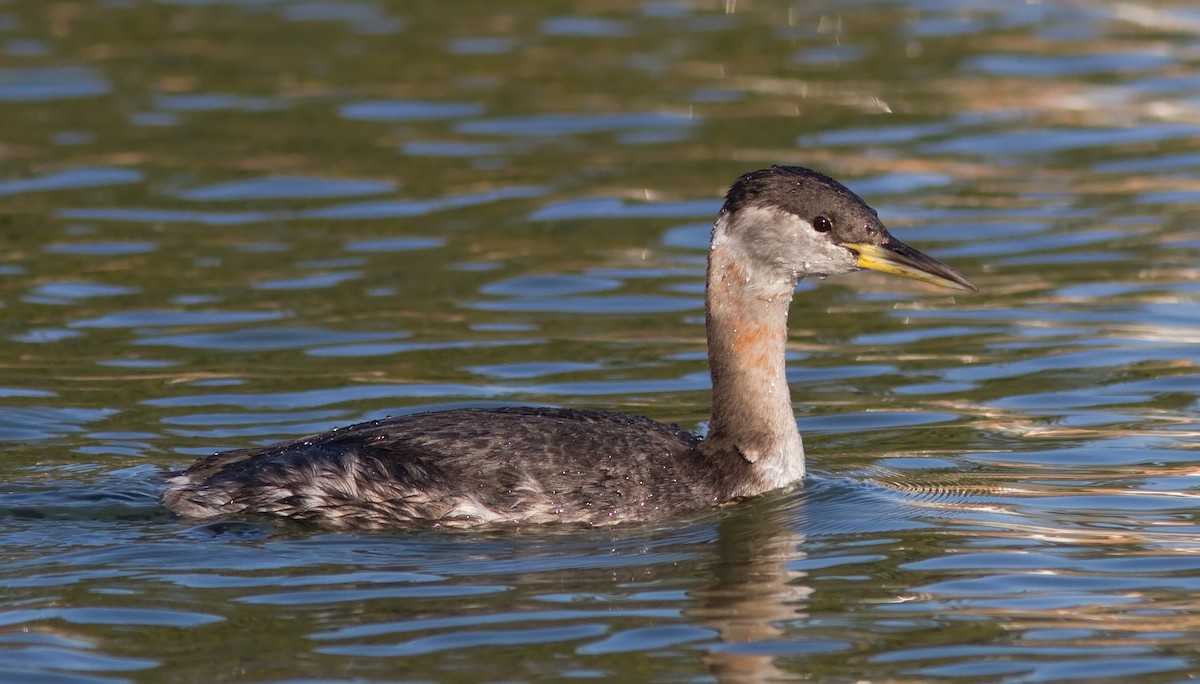 Red-necked Grebe - ML89525261