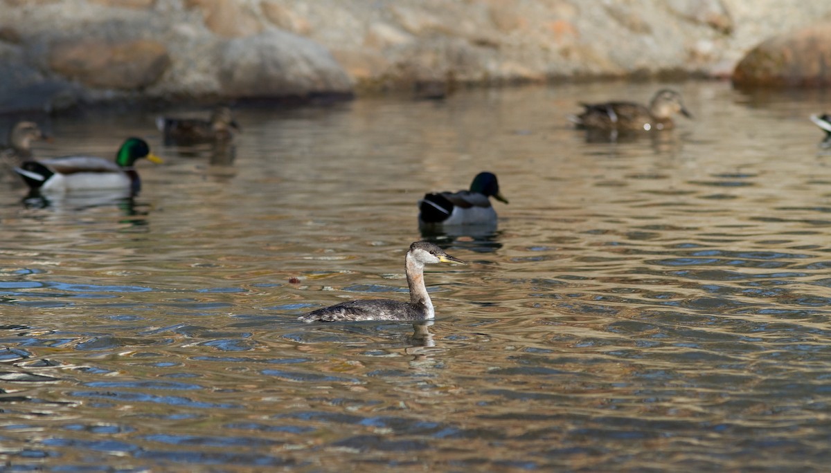 Red-necked Grebe - ML89525391