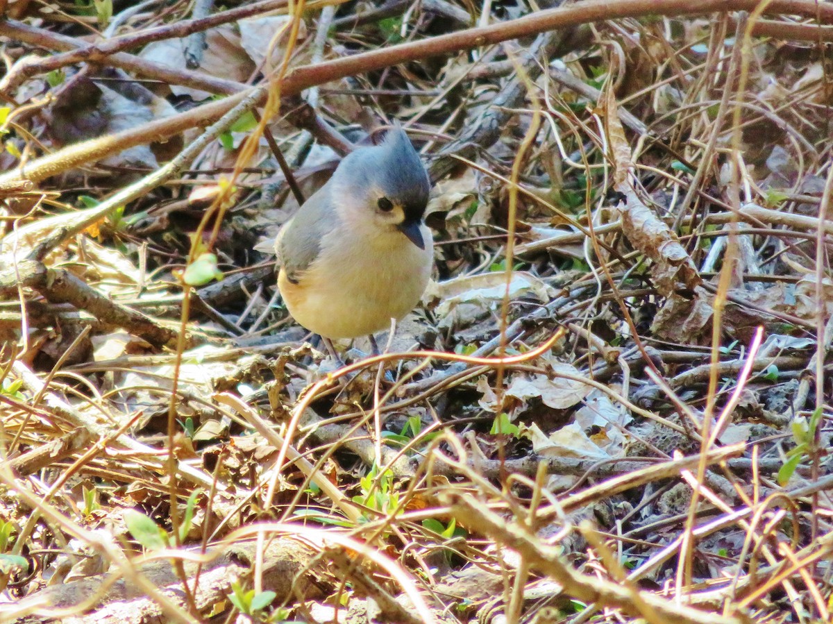 Tufted Titmouse - Kevin Topping