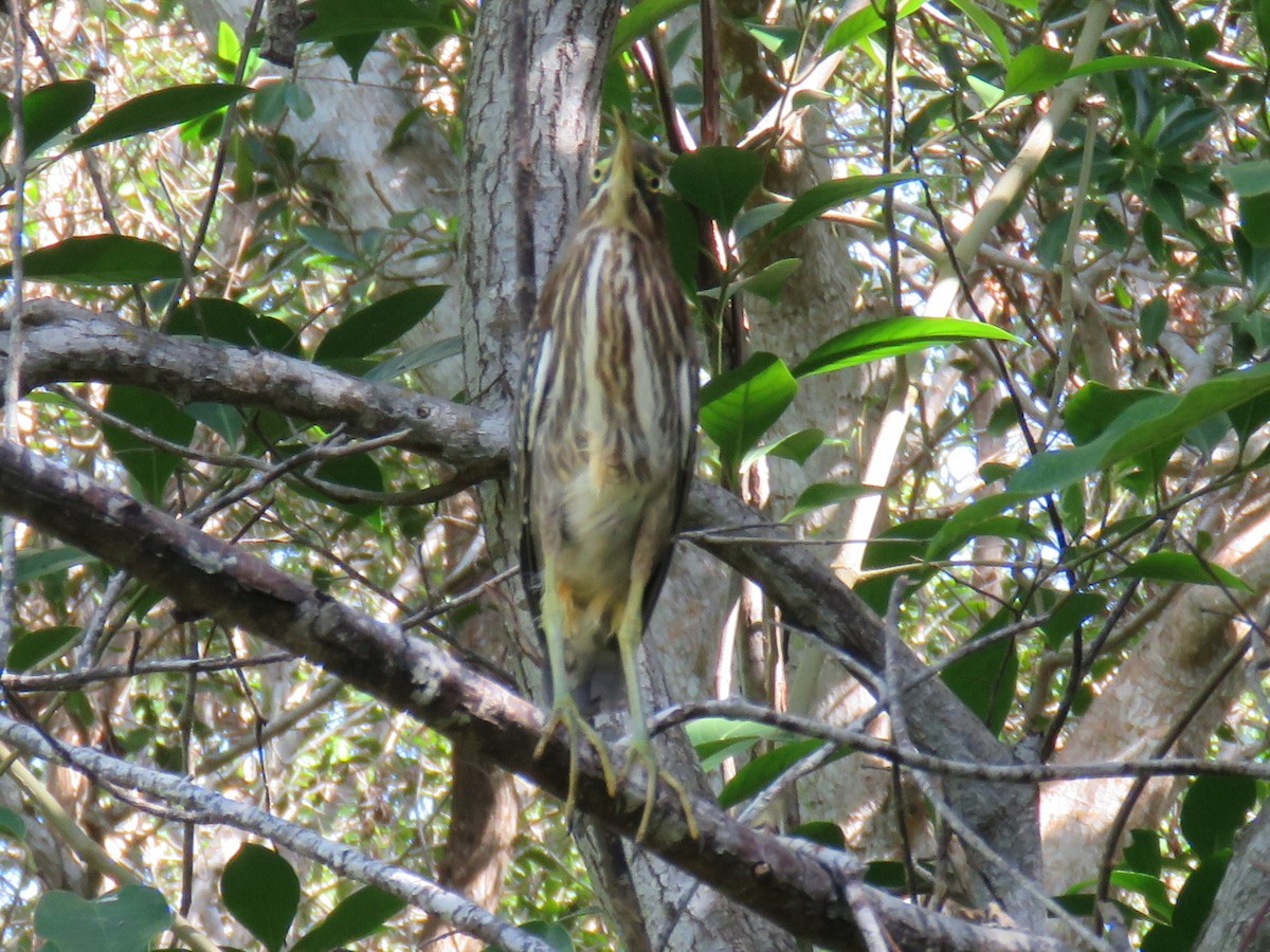 volavka zelenavá (ssp. virescens/bahamensis) - ML89526821