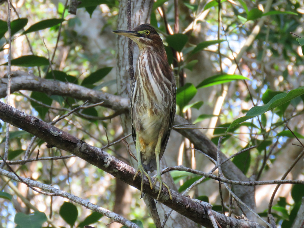 volavka zelenavá (ssp. virescens/bahamensis) - ML89526861