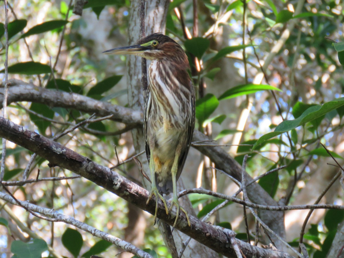 volavka zelenavá (ssp. virescens/bahamensis) - ML89526871