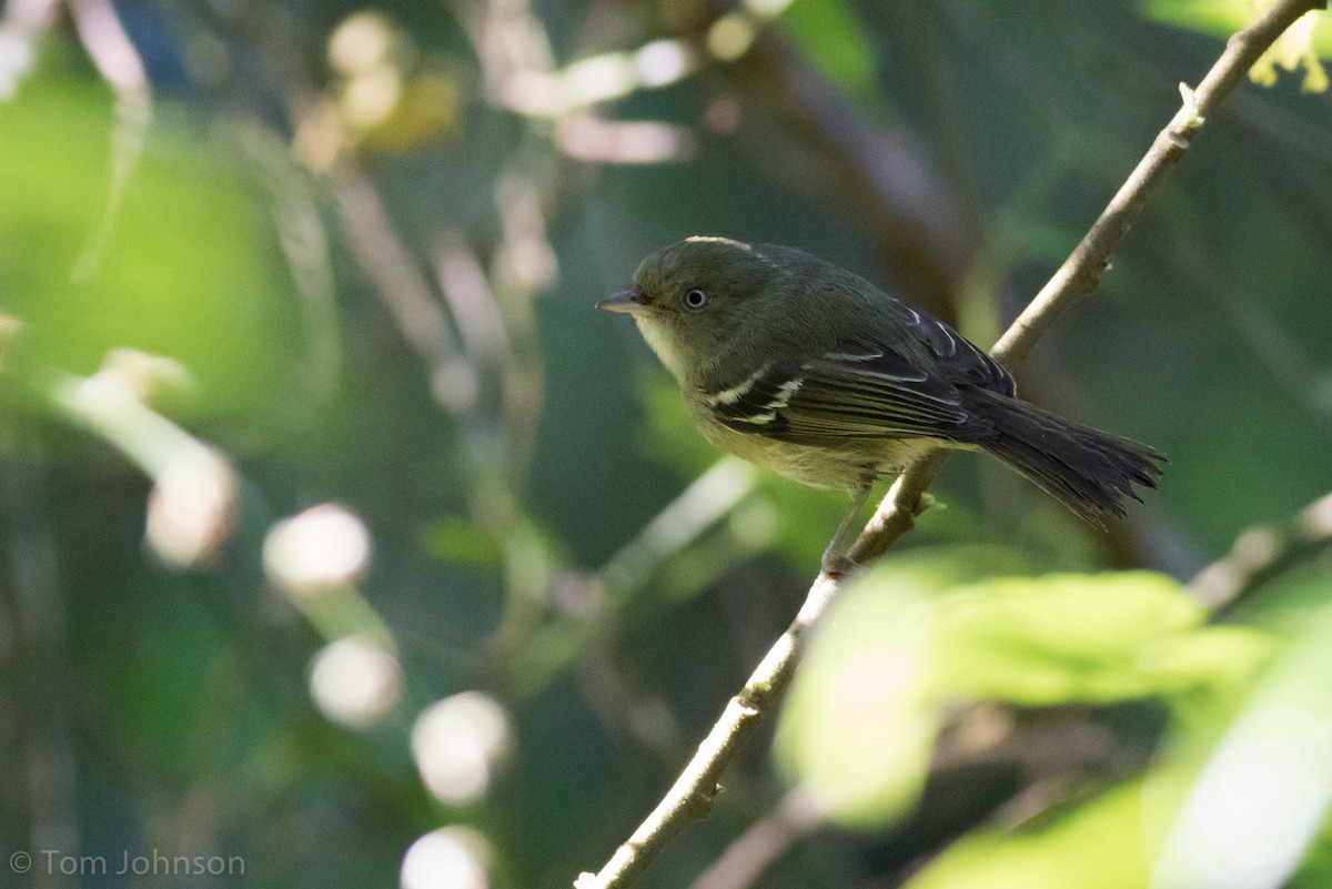 Jamaican Vireo - Tom Johnson