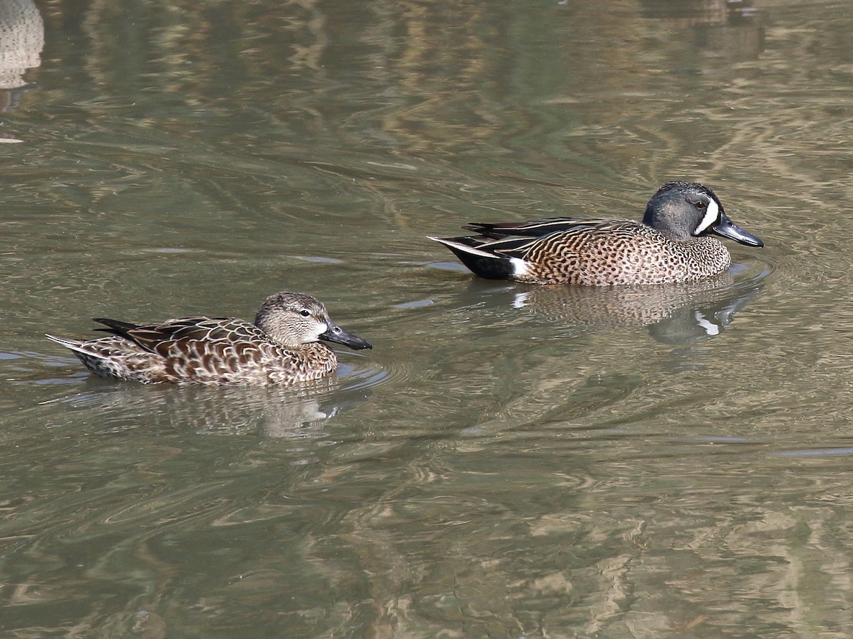 Blue-winged Teal - Michael Mammoser