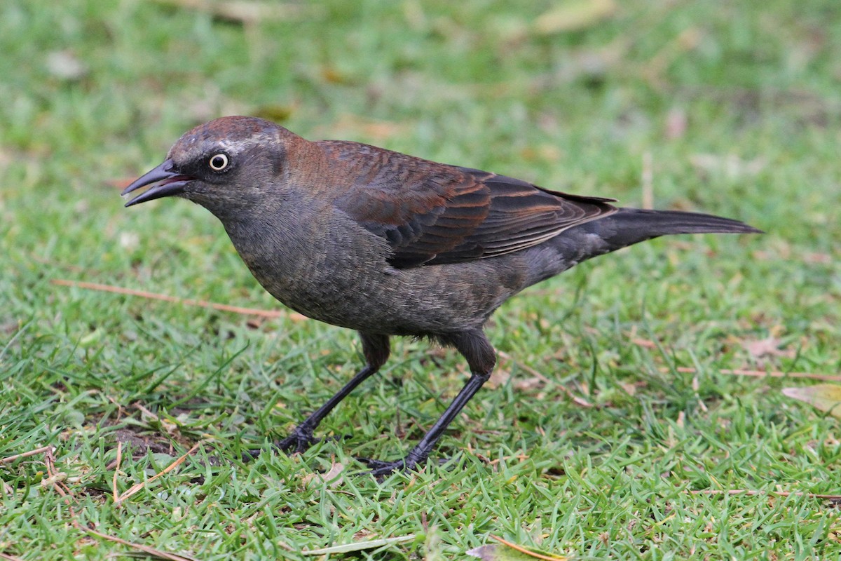 Rusty Blackbird - ML89529571