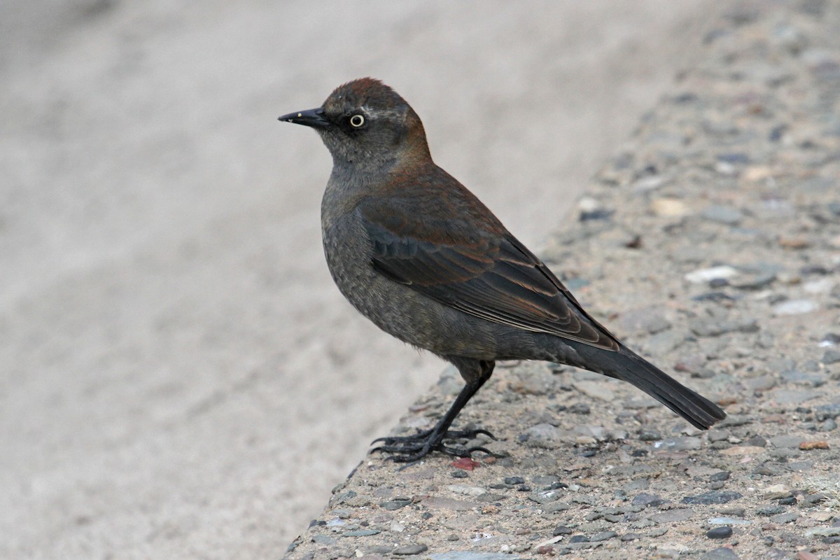 Rusty Blackbird - ML89529611