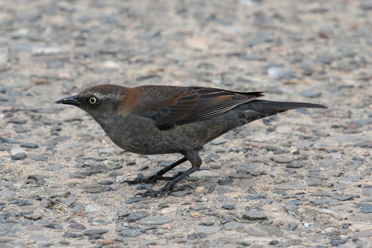 Rusty Blackbird - ML89529621