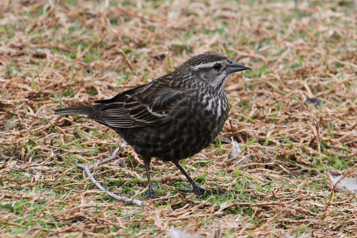 Tricolored Blackbird - ML89530421